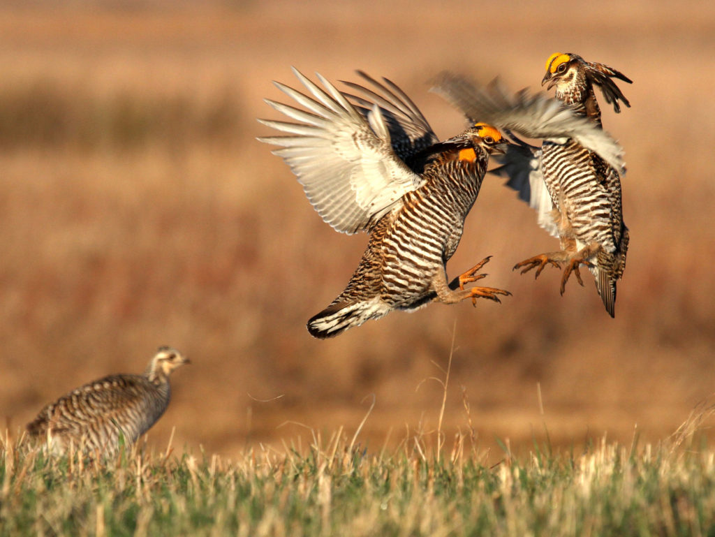 Photo of Detroit Lakes Festival Of Birds