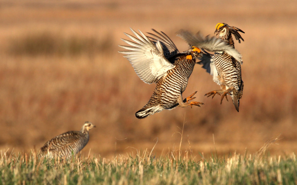 Greater Prairie Chickens dualing in air on the lek