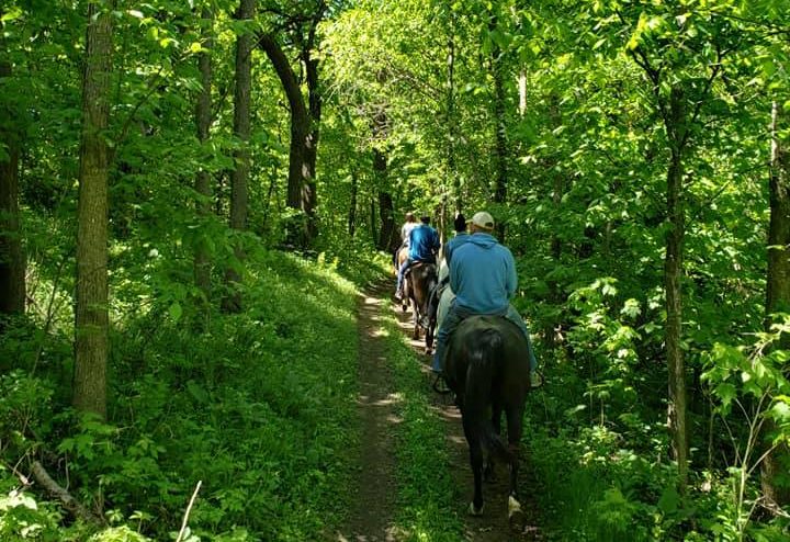 Horseback riders on a wooded path