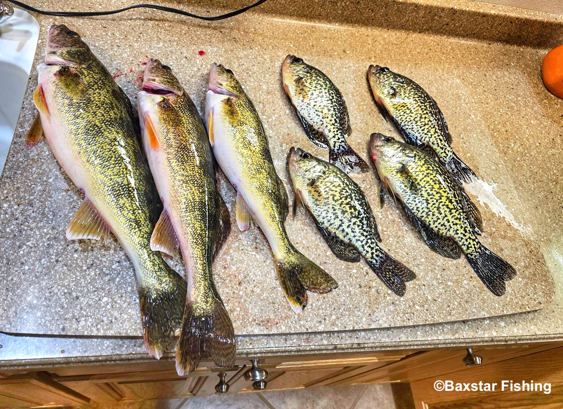 Walleyes and crappies to clean