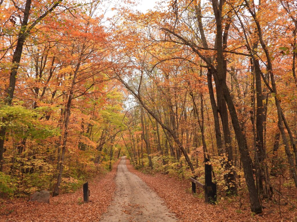 Photo of Indigenous Forestry Walk – Oct 6