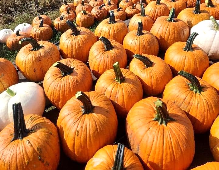 Photo of Janu’s Pumpkin Patch – Oct 3-4
